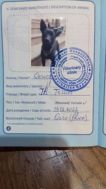 qurdbasar itləri: Zvonok, 2 ay, Dişi, Sənədli, Ödənişli çatdırılma — 5