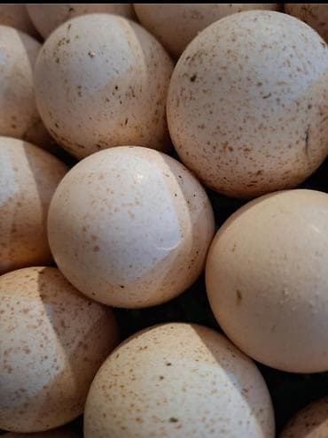 toyuq məhsulları: Hinduşka yumurtası Amerikan bronz - Rəng: krem-ağ, xırda xallı qabıq — 1