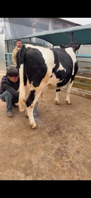 heyvan bazari inekler: Südlük inək – Holşteyn (qara-ağ) Xüsusiyyətlər: - Cins: Holşteyn — 2