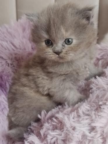 piwik sekilleri: Britan — 4