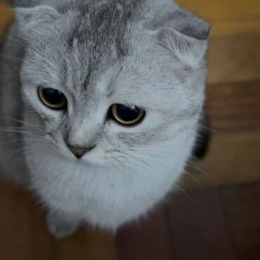 в добрые руки баку: Шиншилла, Самка, В добрые руки, Самовывоз — 2