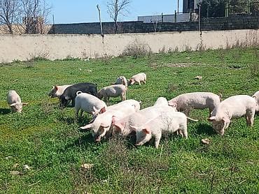 qurban qoyun sekilleri: Otlaqda gəzən çəhrayı və qara rəngli donuzlar. Müxtəlif ölçülərdə olan — 4