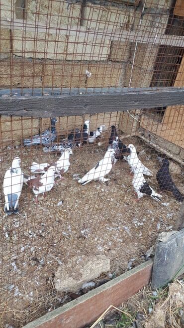 Məhsul: Ev göyərçinləri (bir neçə rəngdə və növdə) Təsvir: - lalafo.az -da Məhsul: Ev göyərçinləri (bir neçə rəngdə və növdə) Təsvir: -