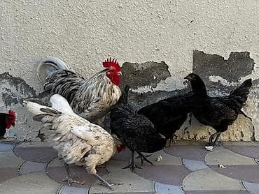 yumurta hinduşka: Toyuq, Australorp, Yumurtalıq — 3