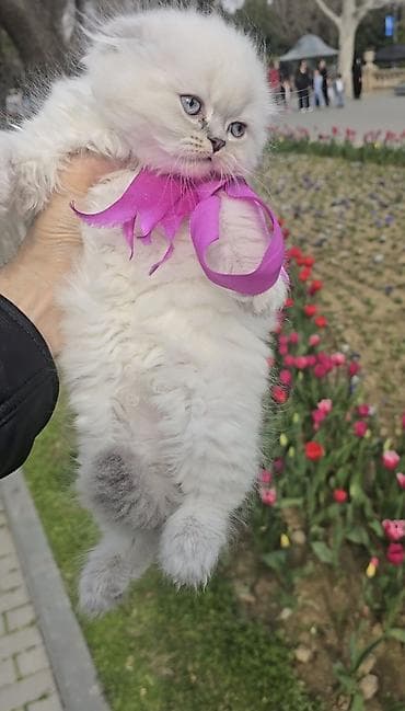 шиншилла кошка: Şotland yasti qulaq colir point erkey bala satişdadi.Fevralin 1 i — 3