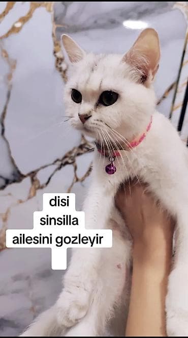 Şinşilla, Dişi, Yaxşı əllərə, Ödənişli çatdırılma