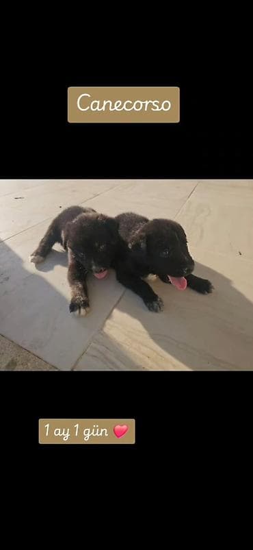 Kane-Korso, 1 ay