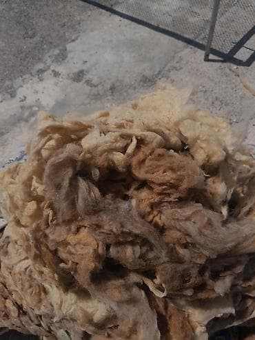 xonca satisi: Təmiz bel yunu satılır 20kq çoxdu
1kq 3m hamsini alana endirim olacag — 2