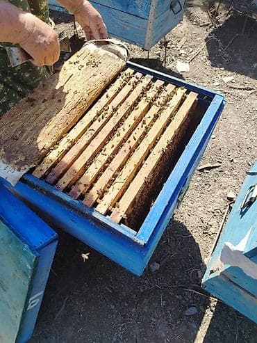 hava kompresoru satilir: Arı satıram hamsı dadan yeşiklərdi 8 10 ramka 230 manat 5 6 ramka 170 — 2