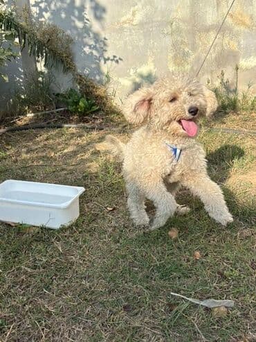 сколько стоит щенок акита ину: Пудель, 7 месяцев, Самец, С прививками, Самовывоз — 7
