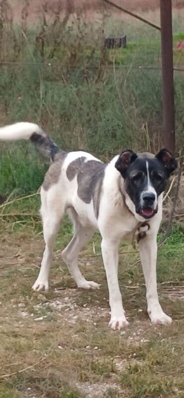 отдам в хорошие руки маленькую собачку: Qurdbasar, 1 il, Erkek, Peyvəndli, Rayonlara çatdırılma — 3