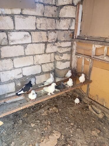 dekorativ goyərcin: Ev göyərçinləri – müxtəlif rəng və cinslər - Şəkillərdəki sürü: ağ — 3