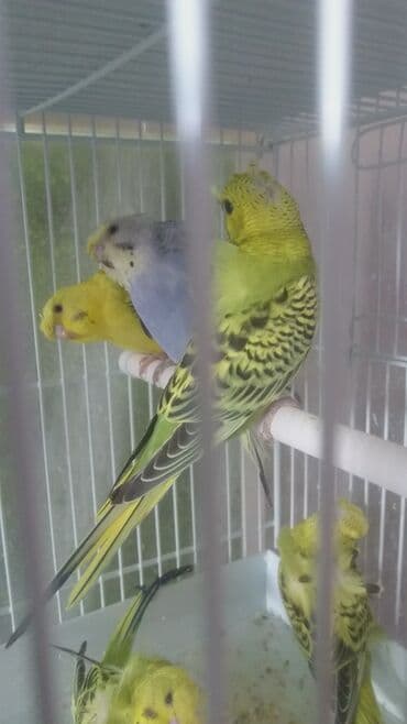 попугай ара цена: Попугаи — 7