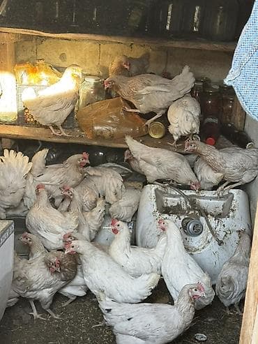 Quşlar: Toyuq, Yumurtalıq, Ödənişli çatdırılma — 2