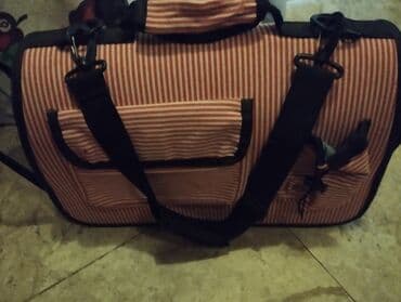 pişik adı: Britan, Dişi, Yaxşı əllərə, Ünvandan götürmə — 6