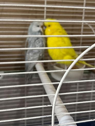 Quşlar: Cex ve vistivka quwlari vitaminli yemlerler beslenirler sağlam ve — 5