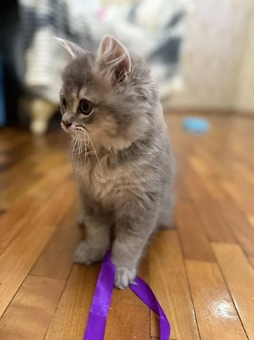 it pişik: Erkək, Ünvandan götürmə — 4