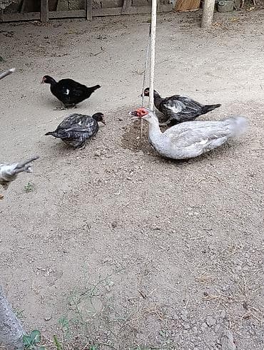 Bu Ördəklər in Balası Olacaq yaxın 2 və 3 günə lal Ordək Lavanda