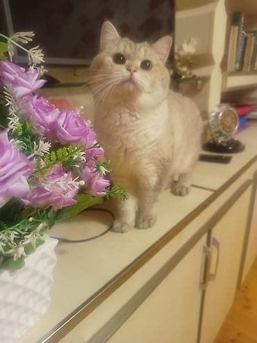 pisik sumkasi: Кот шиншилла колор поинт для вязки — 3