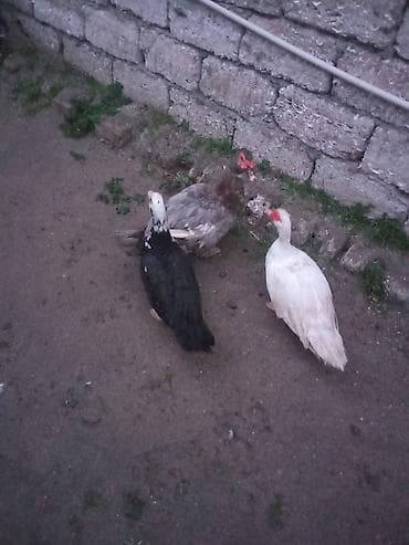 ordey balalari: Iki maya 1 erkey satlir yumurtalayilar - Rənglər: biri ağ, biri — 3