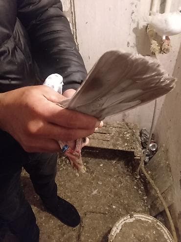 adana göyərçin: Salam.ikiside tutulmadir.biri 10manat.biri ayaginda uzuylu tutulub — 4