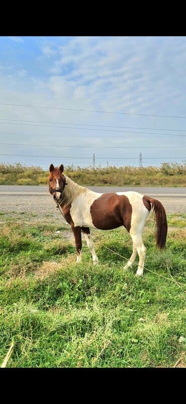 Salam Alekum 5 Yaşının İcindədi Yerişidə Var Boylu Atdı Təpik atmağı lalafo.az -da Salam Alekum 5 Yaşının İcindədi Yerişidə Var Boylu Atdı Təpik atmağı