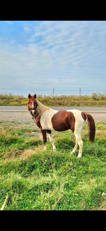 quzu qiymətləri: Salam Alekum 5 Yaşının İcindədi Yerişidə Var Boylu Atdı Təpik atmağı — 1