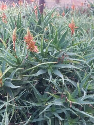 алоэ купить: Mualicevi aloe bitkisinin yarpaqlari kilo ile satilir — 2