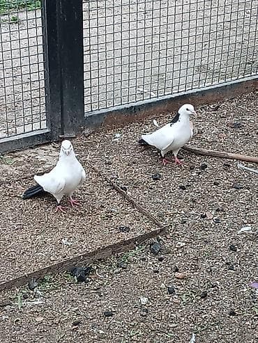 goyərclər: Təmiz abrez hazır cütü. uçuş oynamaq var — 2