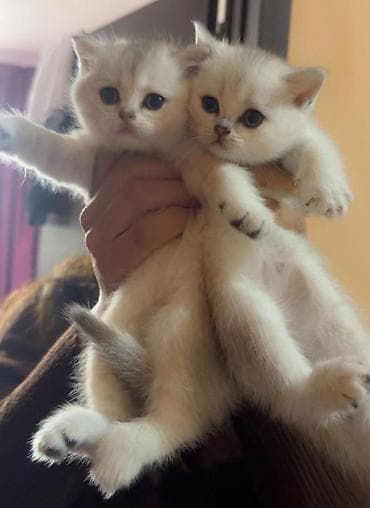 pişiy adları: Britan — 5