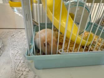 передержка кошек в баку: Грызуны — 3