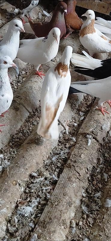 Птицы: Məhsul: Ev göyərçinləri gördüyünüz quşların hamsı bir dam quşdur 40dan — 5