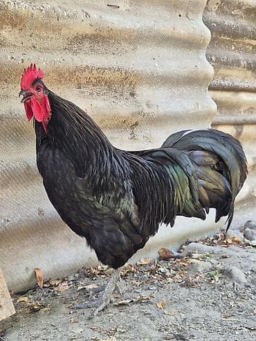 kənd xoruzu: Xoruz, il: 1, Ödənişli çatdırılma — 9