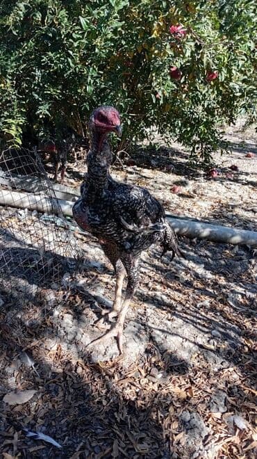 pulsuz itlerin verilmesi: Məhsul: Uzunboyun, güclü ayaqlı, iri cüssəli döyüş tipli xoruz — 3