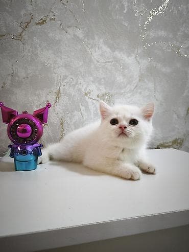 pișik: Şotland, Erkək, Ünvandan götürmə, Ödənişli çatdırılma — 3