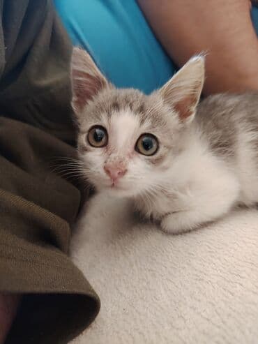 bala pişik adları: Yaxşı əllərə — 6