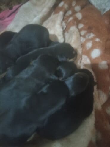 Rotveyler, Pulsuz çatdırılma