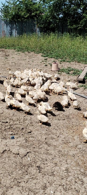 etlik inek cinsleri: Salam 120 ədəd kuban Pekin ördeyi var 1 ayliq Catdirilma var hamsin — 2