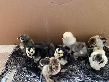 toyuq əti: Toyuq cücələri, Ətlik — 4