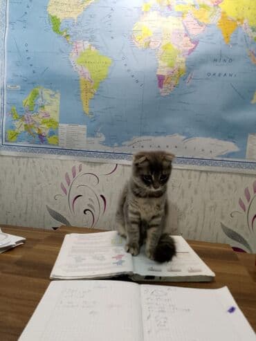 вислоухие коты серые: Şotland yastı qulaq, Dişi, Yaxşı əllərə, Pulsuz çatdırılma — 3