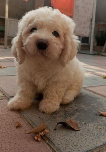 ari yuvasi: Pudel, 2 ay, Erkek, Ünvandan götürmə — 1