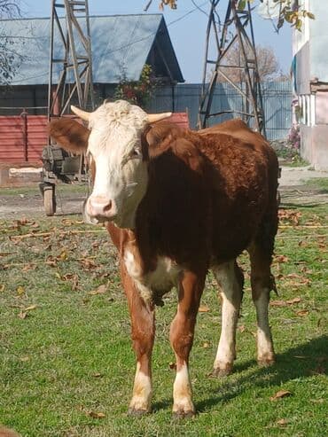 Inəklər, öküzlər: Erkək, Simental, il: 1, Ətlik — 2