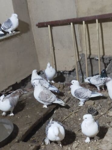 goyercinle: Salam.diqqətlə oxu sonra yaz.hübkariler biri 20 və 30 azn.şişmanlar — 3