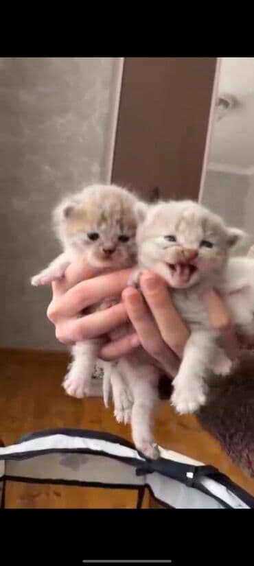 Gəmiricilər: Erkək, Dişi, Yaxşı əllərə, Ünvandan götürmə — 2