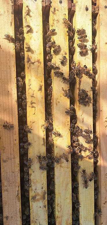 bal arısı satışı: Arı ailəsi satılır . ramkası 28 manat . cinsi Bakvas Karnika — 4