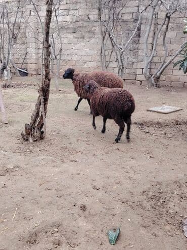 Индюшки: Самка, лет: 1, Для разведения, Для мяса, Самовывоз — 1