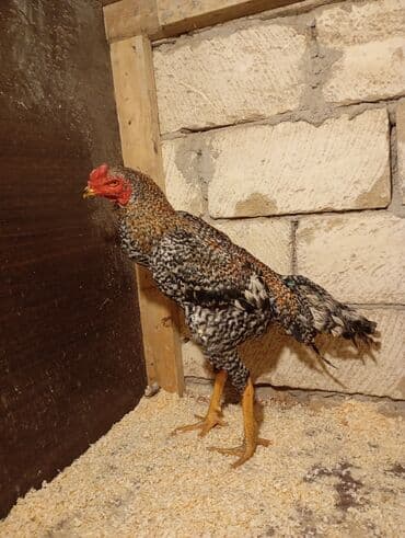 в добрые руки баку: Marta cixan becedi hec bir puroblemi yoxdu barter yoxdu unvandan — 2