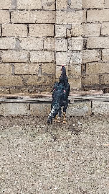 Dovşanlar: Salam temiz qan O. ŞAMO satlır sağlam heyvandılar fere hal hazrda — 3