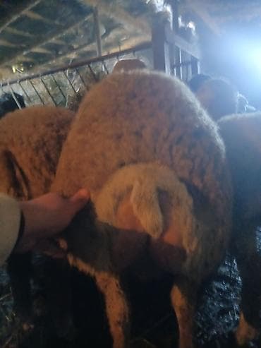 ordek satilir: Əvvəla salam aleykum 55 baş qoyun 2 qoç 42 quzu satılır öz damazlıq — 9