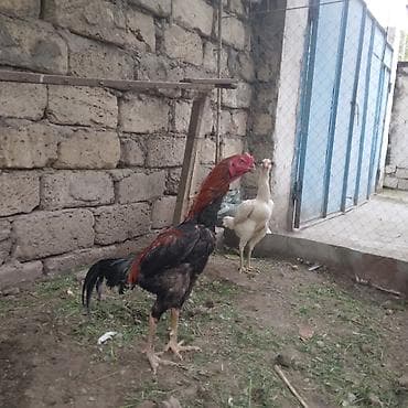 heyrati yumurtasi satilir: Toyuq, Damazlıq — 8